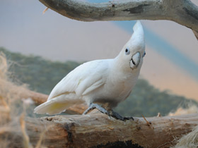 Смотреть фото Какаду Гоффина Фото Какаду Гоффина