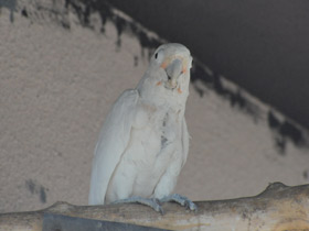 Смотреть фото Какаду Гоффина Фото Какаду Гоффина