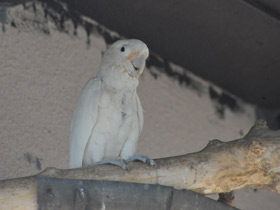 Смотреть фото Какаду Гоффина Фото Какаду Гоффина