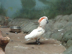 Смотреть фото Молуккский какаду Фото Молуккский какаду