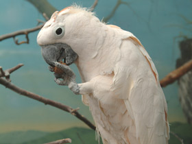 Молуккский какаду