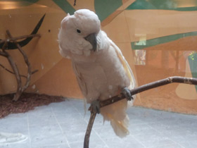 Смотреть фото Молуккский какаду Фото Молуккский какаду