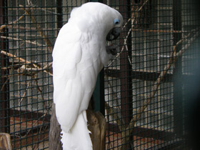 Фото Очковый какаду