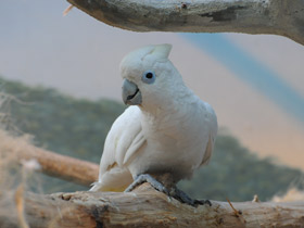 Смотреть фото Гологлазый какаду Фото Гологлазый какаду