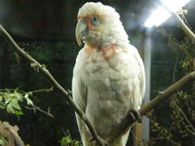 Фото Носатый какаду