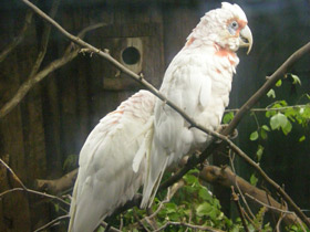Фото Носатый какаду