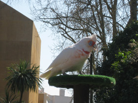 Фото Носатый какаду