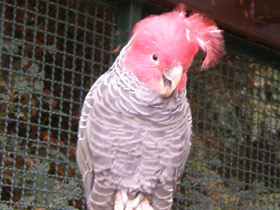 Смотреть фото Шлемоносный какаду Фото Шлемоносный какаду