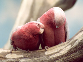 Розовый какаду Розовый какаду
