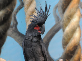 Смотреть фото Пальмовый какаду Фото Пальмовый какаду