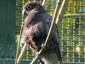 Фото Малый попугай-ваза