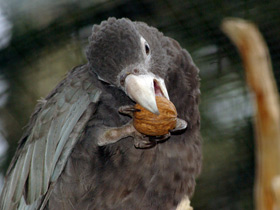 Смотреть фото Большой попугай-ваза Фото Большой попугай-ваза
