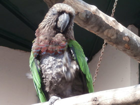 Смотреть фото Веерный попугай Фото Веерный попугай