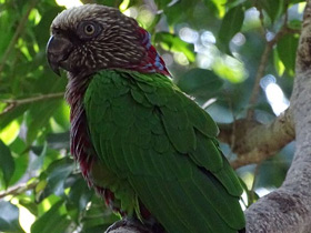 Смотреть фото Веерный попугай Фото Веерный попугай