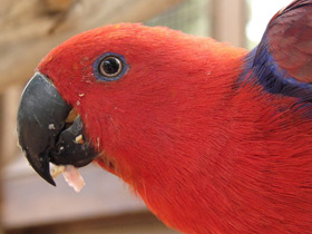 Смотреть фото Благородный зелёно-красный попугай Фото Благородный зелёно-красный попугай