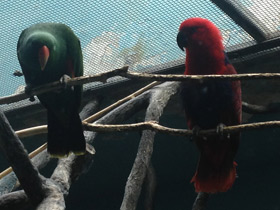 Смотреть фото Благородный зелёно-красный попугай Фото Благородный зелёно-красный попугай