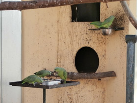 Смотреть фото Короткохвостый попугай Фото Короткохвостый попугай