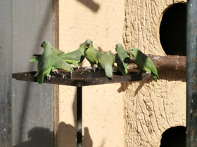 Смотреть фото Короткохвостый попугай Фото Короткохвостый попугай