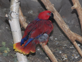 Фото Блестящий лори-кардинал