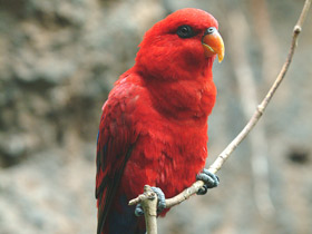 Фото Красный лори