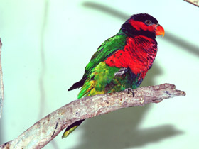 Фото Дамский широкохвостый лори