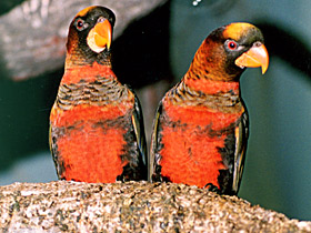 Белоспинный лори