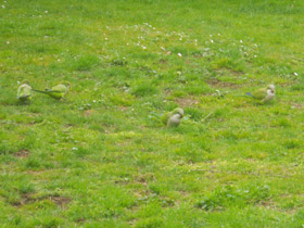 Смотреть фото Калита Фото Калита