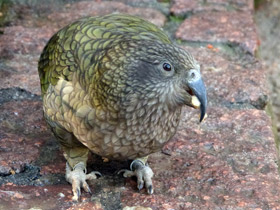 Смотреть фото Кеа Фото Кеа