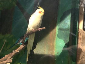 Смотреть фото Корелла Фото Корелла