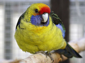 Фото Тасманийская розелла