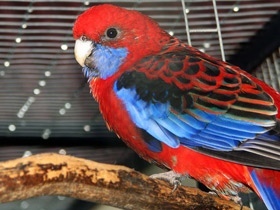 Фото Красная розелла