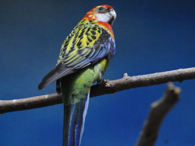 Смотреть фото Обыкновенная розелла Фото Обыкновенная розелла