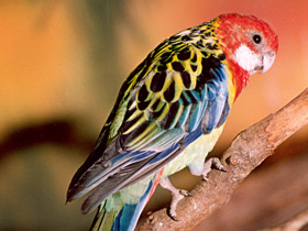 Обыкновенная розелла