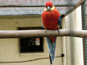 Фото Желтощёкая розелла