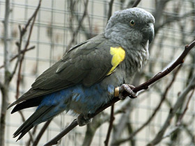 Смотреть фото Длиннокрылый попугай Рюппеля Фото Длиннокрылый попугай Рюппеля