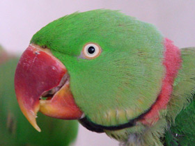 Смотреть фото Александрийский кольчатый попугай Фото Александрийский кольчатый попугай