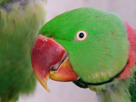 Александрийский кольчатый попугай