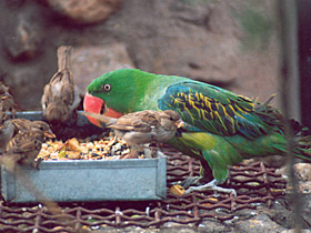 Смотреть фото Черноплечий большеклювый попугай Фото Черноплечий большеклювый попугай