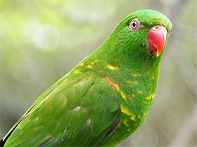 Смотреть фото Чешуйчатогрудый лорикет Фото Чешуйчатогрудый лорикет