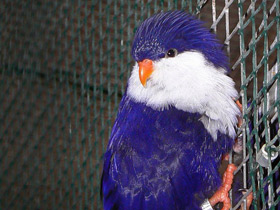 Фото Синий лори-отшельник