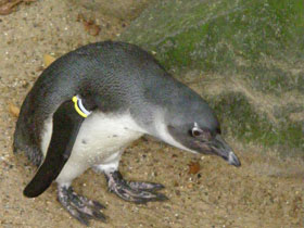 Смотреть фото Очковый пингвин Фото Очковый пингвин