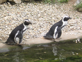 Смотреть фото Очковый пингвин Фото Очковый пингвин