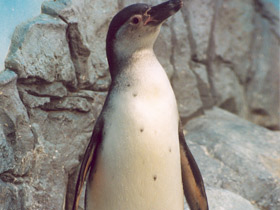 Пингвин Гумбольдта