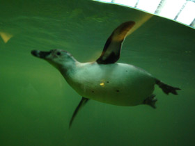 Смотреть фото Пингвин Гумбольдта Фото Пингвин Гумбольдта