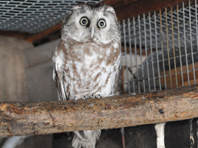 Смотреть фото Мохноногий сыч Фото Мохноногий сыч