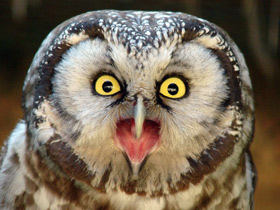 Мохноногий сыч