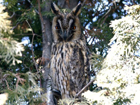 Смотреть фото Ушастая сова Фото Ушастая сова