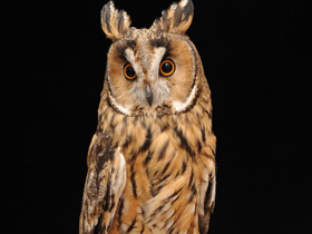 Ушастая сова