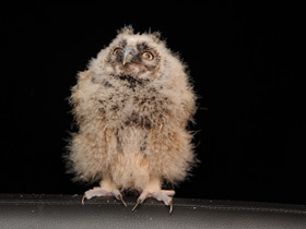 Смотреть фото Ушастая сова Фото Ушастая сова