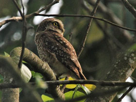 Смотреть фото Браминский сыч Фото Браминский сыч